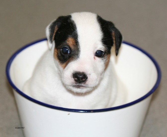 puppy in its bowl