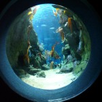 Side view point of Eddystone Reef Tank