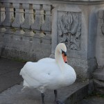 Swan at swan lake