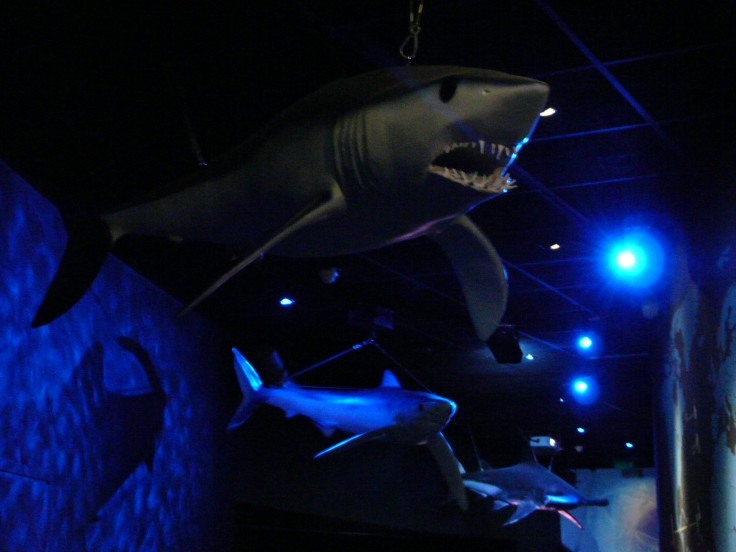 The 3 life size Sharks in Paris