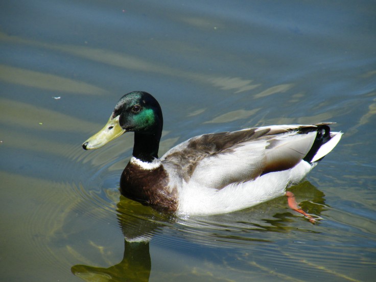 the ducky