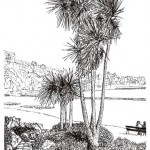 Torbay Palm (Pen and Ink Drawing)