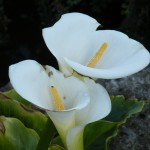 Two Lillys by Aaron