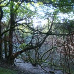 DSDF Funding for Hillyfield Wood