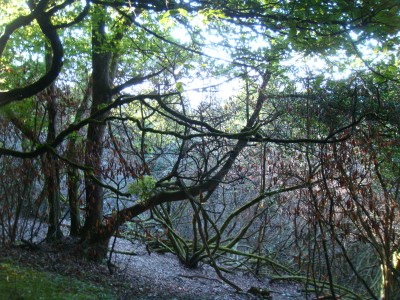 DSDF Funding for Hillyfield Wood