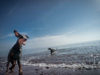 Messing around with the dogs on the beach