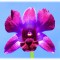 Orchid addition / <span itemprop="startDate" content="2011-05-24T00:00:00Z">Tue 24 May 2011</span>