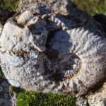 Speaking as Ammonite