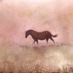 Horse & Meadow